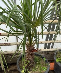 Trachycarpus nanus x winsan XXXL FLOWERED ALREADY MALE pickup preferred or ask for delivery.