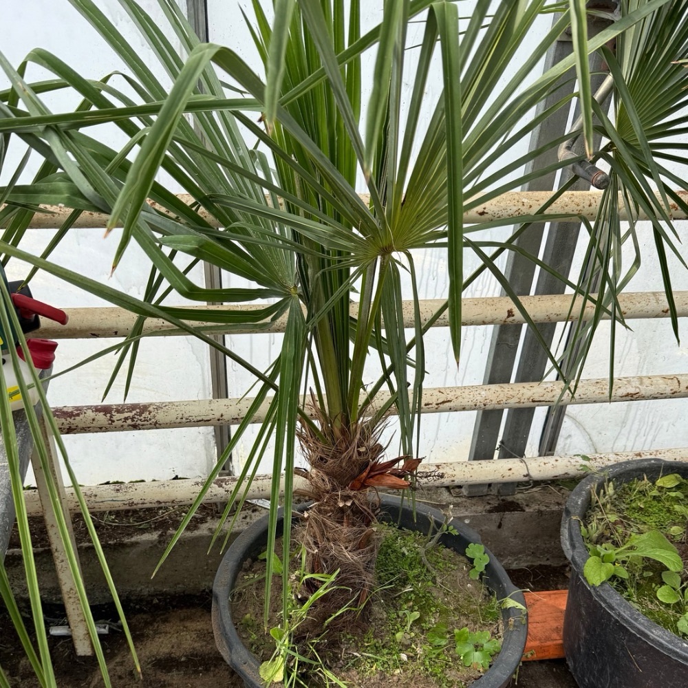 Trachycarpus nanus x winsan XXXL FLOWERED ALREADY MALE pickup preferred or ask for delivery.