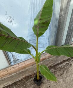 Musa sikkimensis red tiger XL
