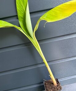Musa lacatan