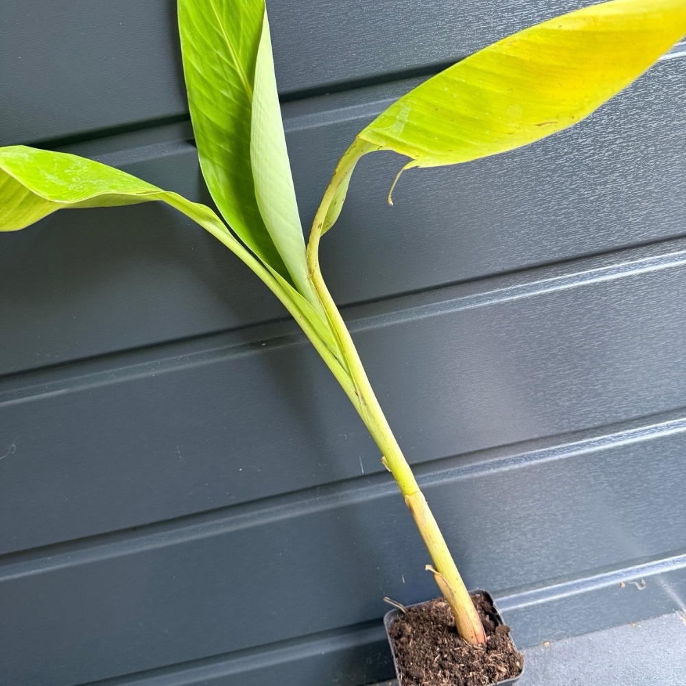 Musa lacatan
