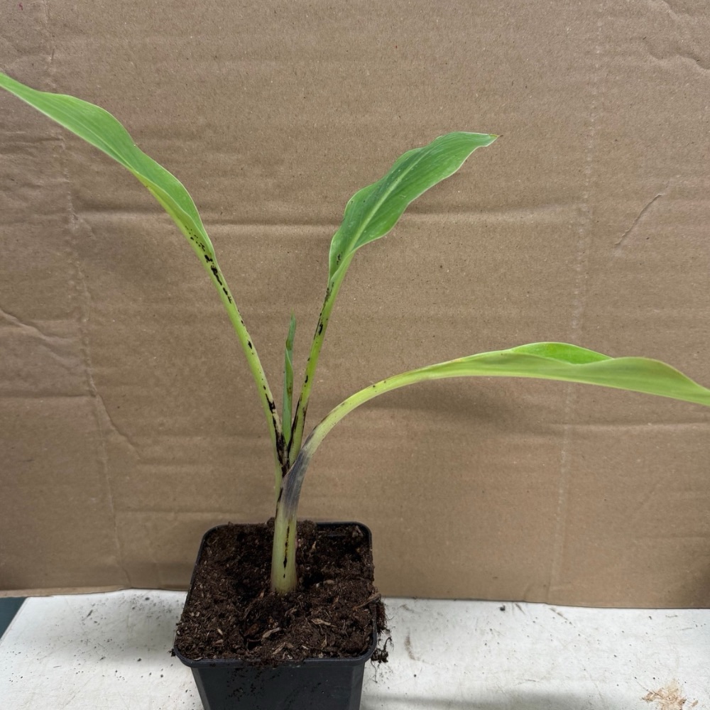 Musella lasiocarpa