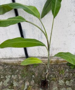 Musa nagensium XXL