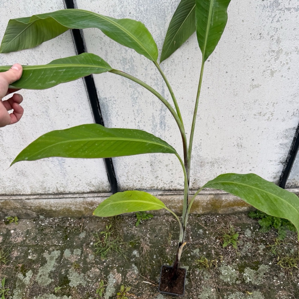 Musa nagensium XXL